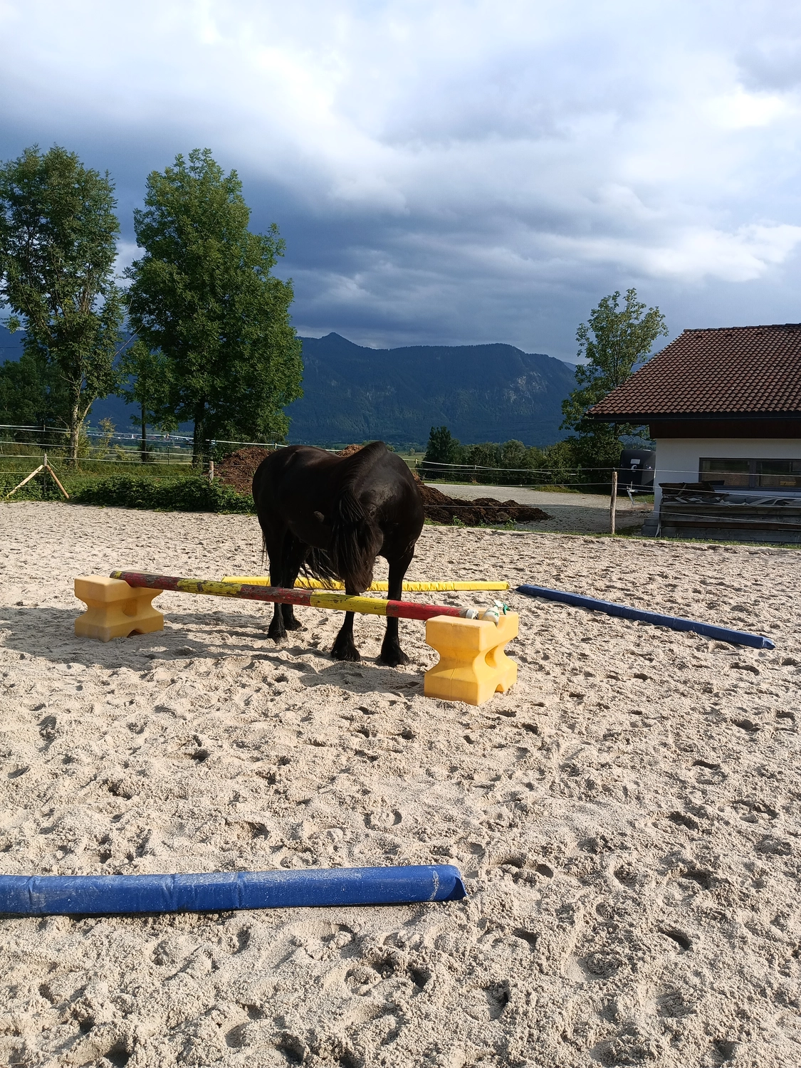 Selina - Pferdetherapie - Reitplatz
