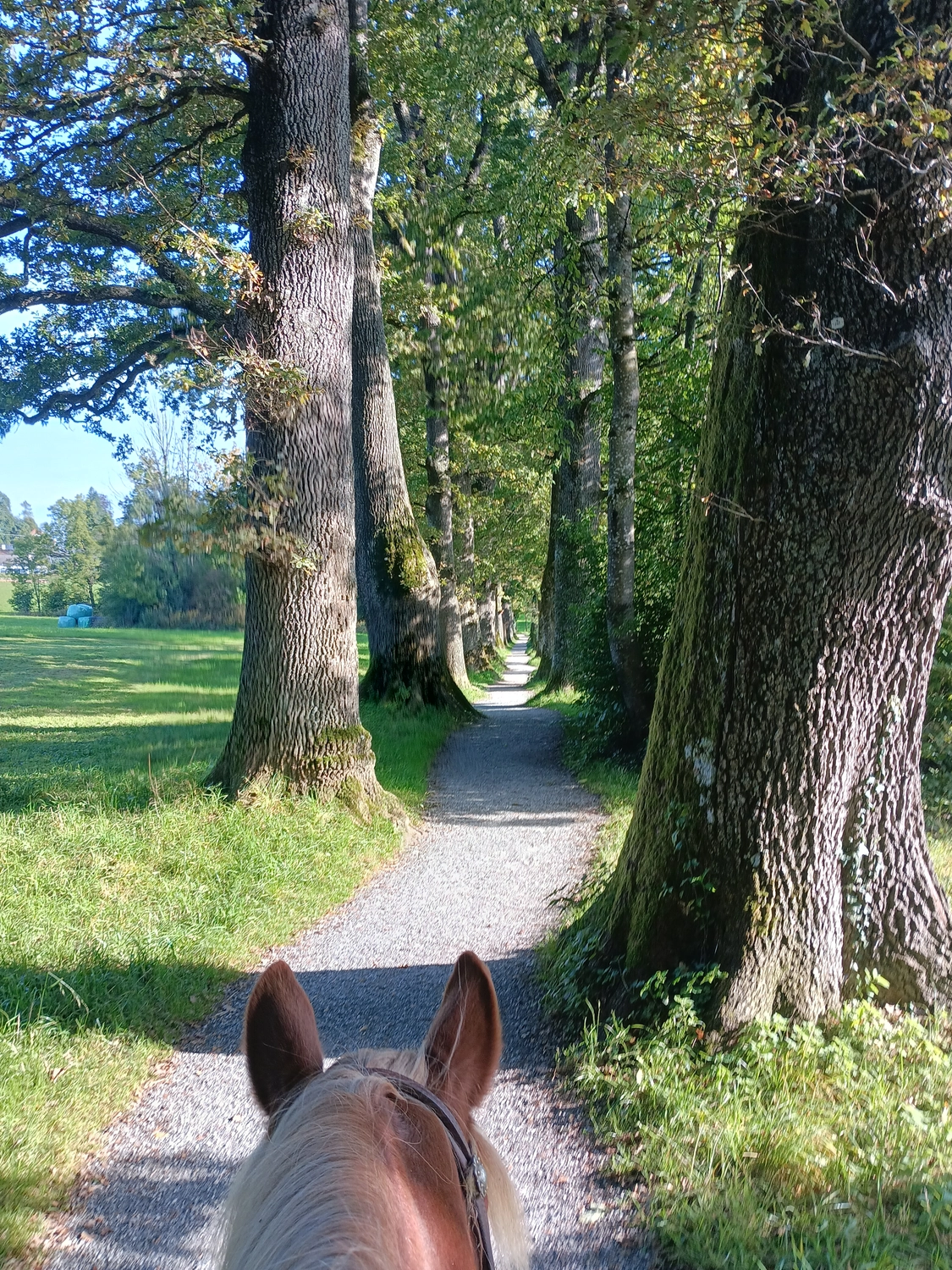 Selina - Pferdetherapie - Reitplatz