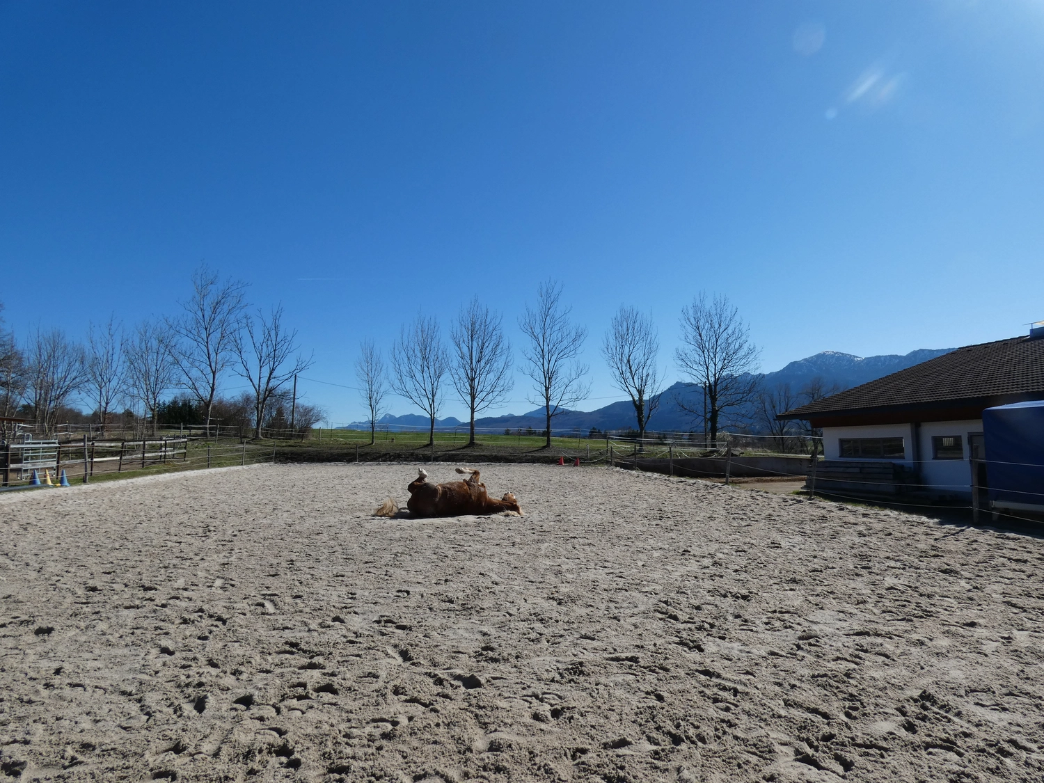 Selina - Pferdetherapie - Reitplatz